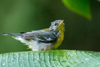 Northern Parula (Setophaga americana) at Bath