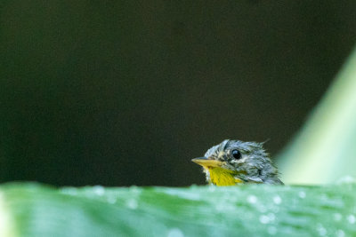 Northern Parula (Setophaga americana) at Bath II