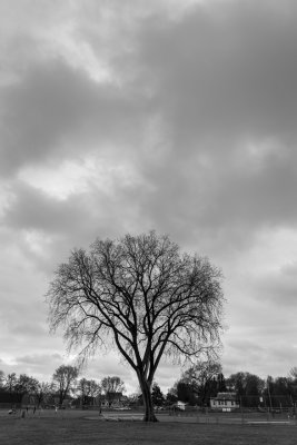 Tree, by Itself