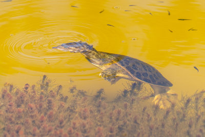 Florida Softshell Turtle (Apalone ferox)