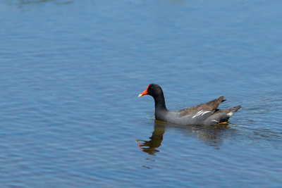 Common Moorhen (Gallinula chloropus)