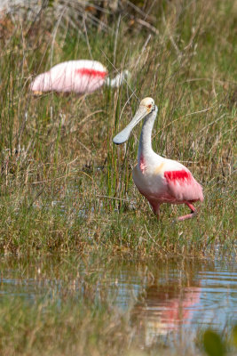 Roseate Spoonbill (Platalea ajaja) II