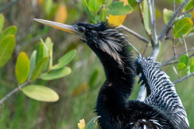 Anhinga (Anhinga anhinga) III