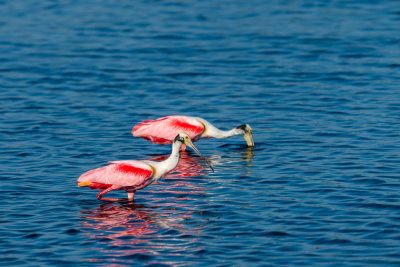 _DSC1316.jpg