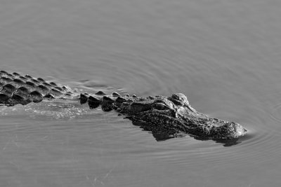 _DSC1341-Edit.jpg