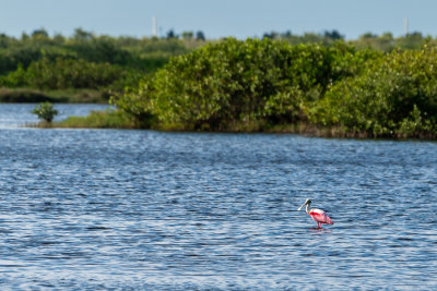 _DSC1372.jpg