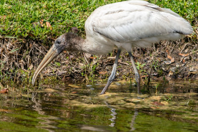 Wood Stork (Mycteria americana)