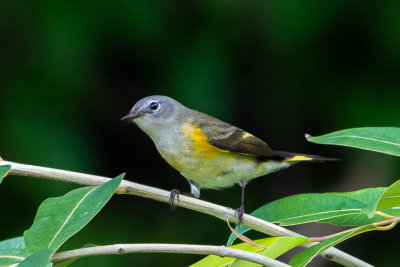 American Redstart (Setophaga ruticilla) - Female