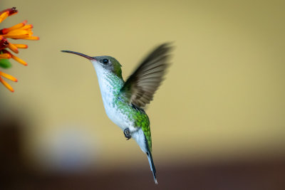 Streamertail Hummingbird (female)