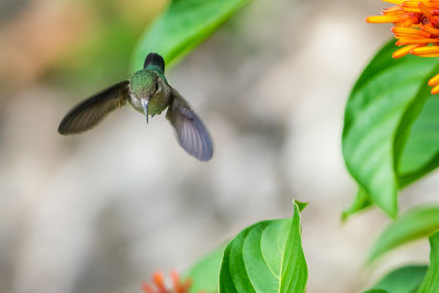 Vervain Hummingbird