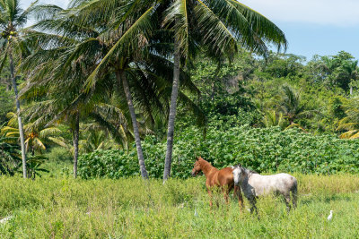 Two Horses