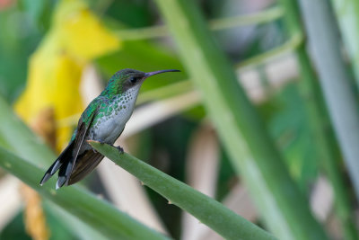 Red-billed streamertail (Trochilus polytmus) (female) I