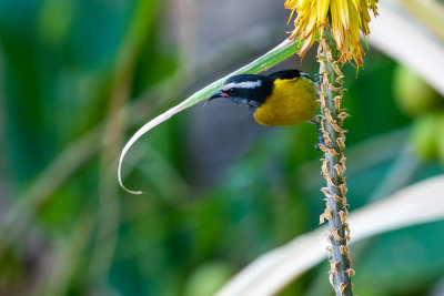 Bananaquit (Coereba flaveola)