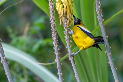 Jamaican Oriole (Icterus leucopteryx) VI