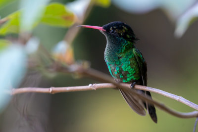 Red-billed streamertail (Trochilus polytmus) (female) II