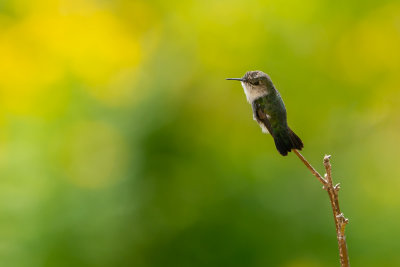 Vervain hummingbird (Mellisuga minima) I