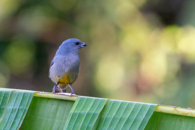 Jamaican euphonia (Euphonia jamaica) II