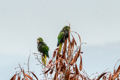 Olive-throated parakeet (Eupsittula nana) III