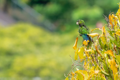 Olive-throated parakeet (Eupsittula nana) IV