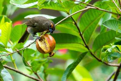 Greater Antillean bullfinch (Loxigilla violacea) II