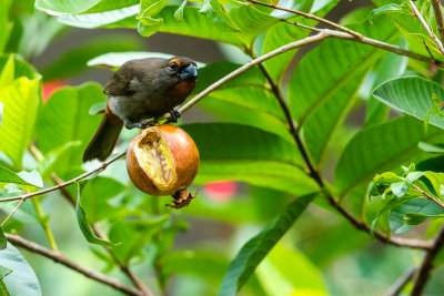 Greater Antillean bullfinch (Loxigilla violacea) IV