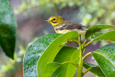 Prairie warbler (Setophaga discolor)