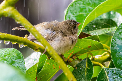 Grassquit