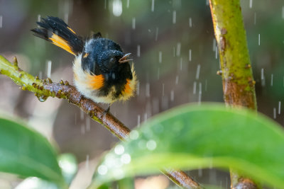 American redstart (Setophaga ruticilla) I