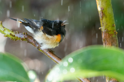 American redstart (Setophaga ruticilla) III