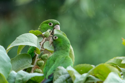 Olive-throated parakeet (Eupsittula nana) V