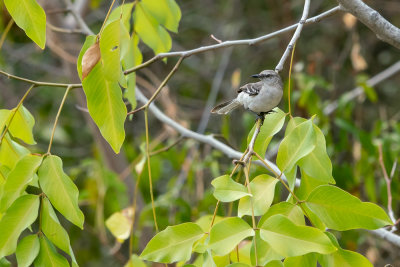 Northern mockingbird (Mimus polyglottos) I