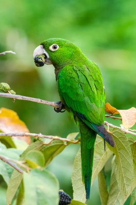 Olive-throated parakeet (Eupsittula nana) VI