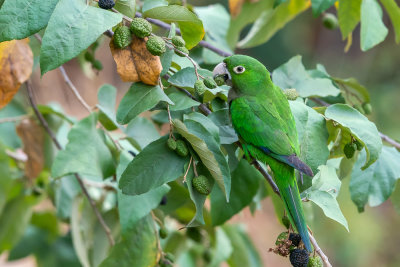 Olive-throated parakeet (Eupsittula nana) VIII