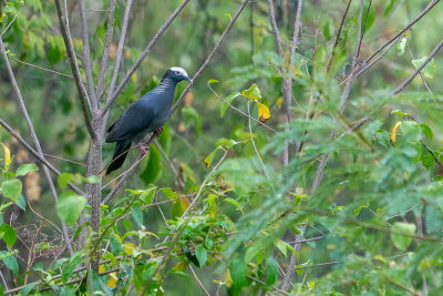Bald Pate Dove (Patagioenas leucocephala)