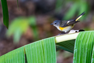 American redstart (Setophaga ruticilla) (Female) II