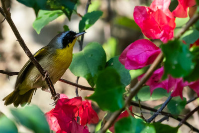 Common yellowthroat (Geothlypis trichas) I