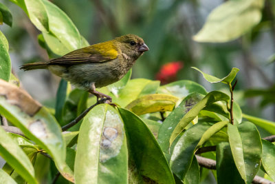 Yellow-shouldered grassquit (Loxipasser anoxanthus) I