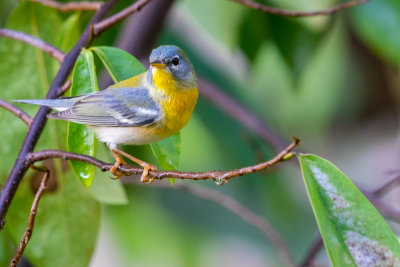 Northern parula (Setophaga americana) II