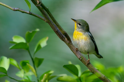 Northern parula (Setophaga americana) IV