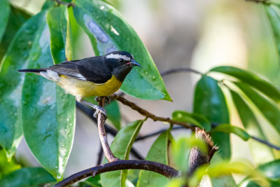 bananaquit (Coereba flaveola) II