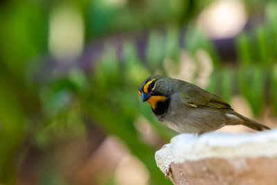 Yellow-faced grassquit (Tiaris olivaceus) II