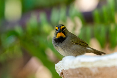 Yellow-faced grassquit (Tiaris olivaceus) III