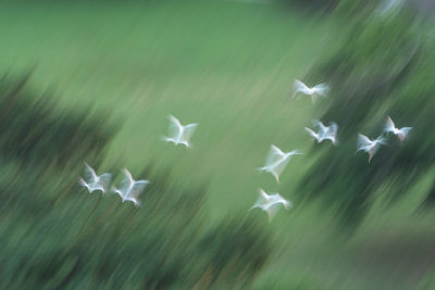 Egrets