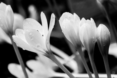 Crocus