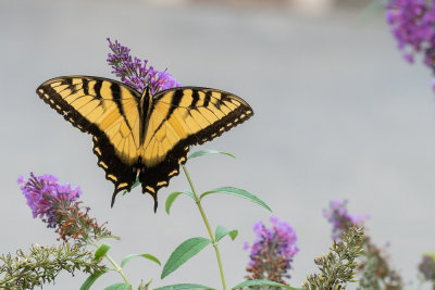 Eastern Tiger Swallowtail (male)