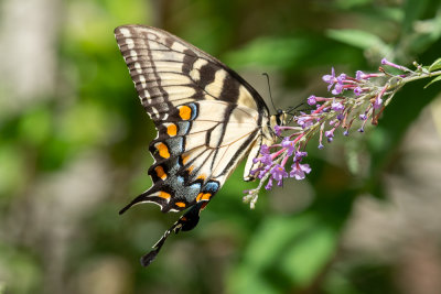 Eastern Tiger Swallowtail