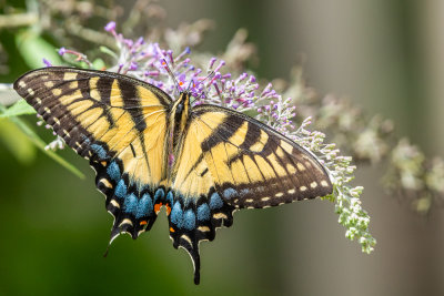 Eastern Tiger Swallowtail (female)