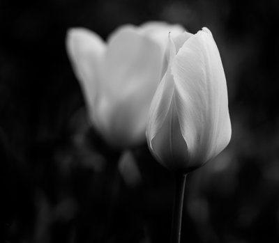 _DSC9699.jpg