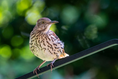 Brown Thrasher