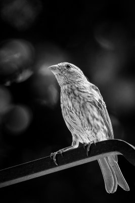 House Finch